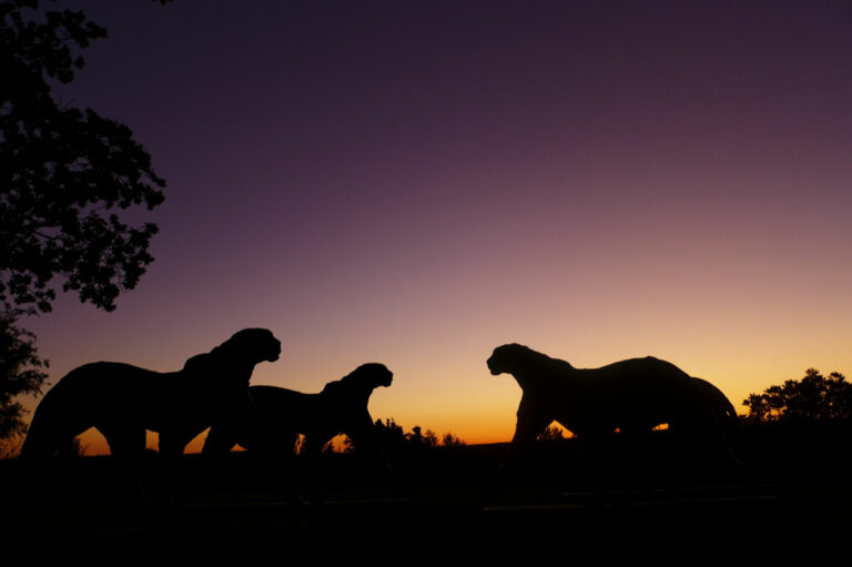 Leopardenskulpturen aus Bronze im Delaire Graff estate