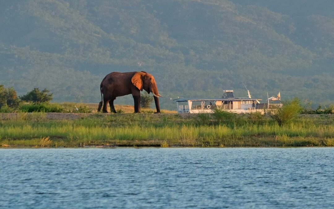 Kariba-See in Simbabwe: Der ertrunkene Wald