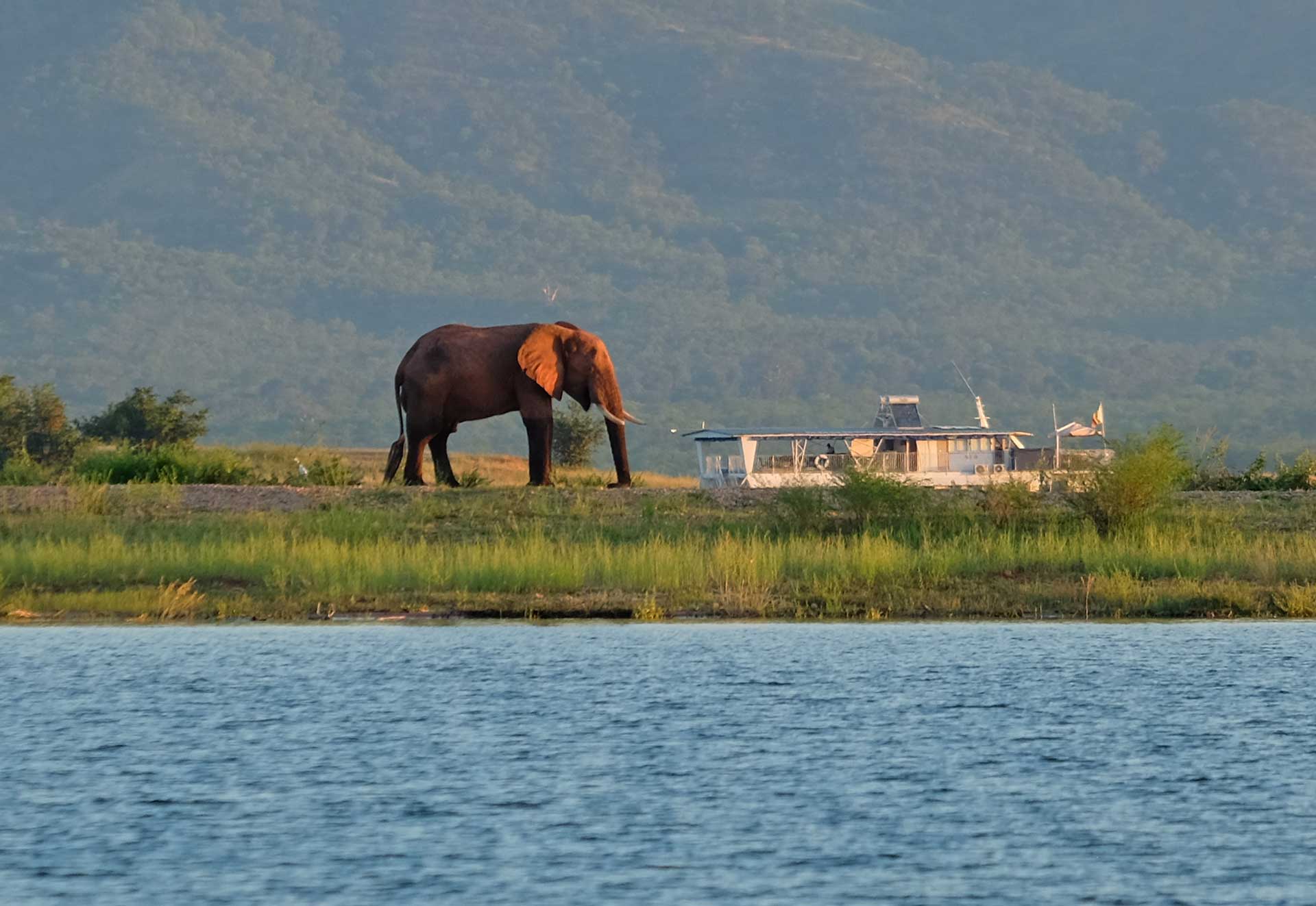 Elefant am Kariba-See