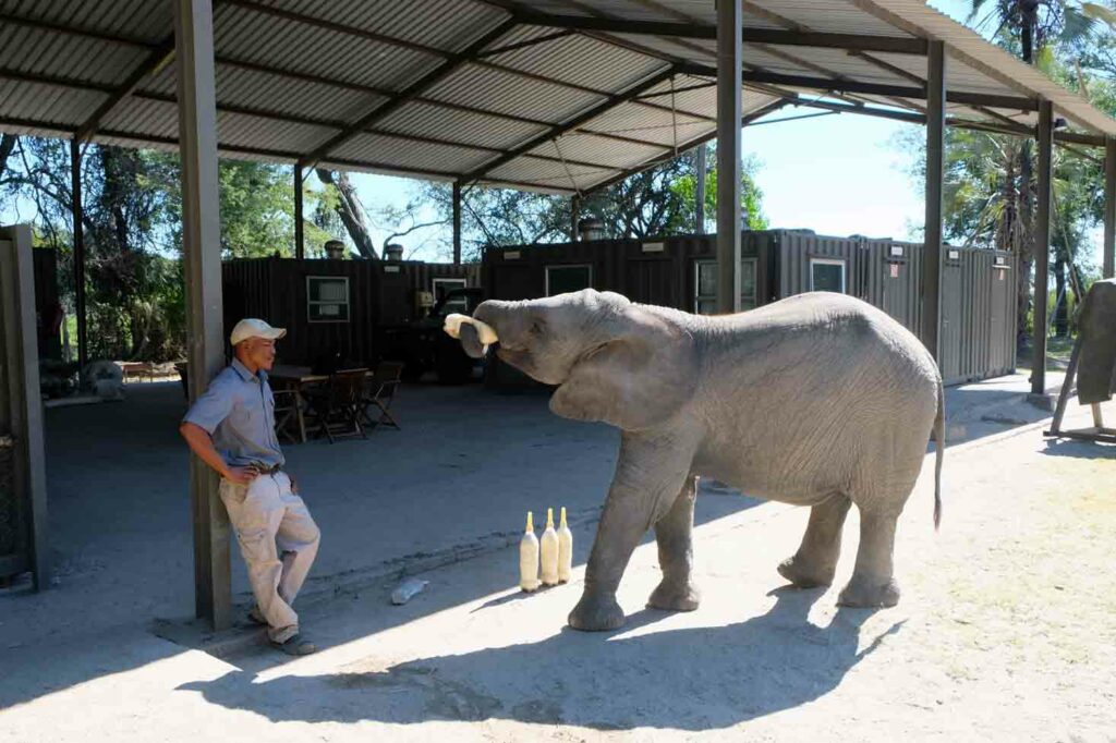 Baby-Elefant wird von Pfleger gefüttert
