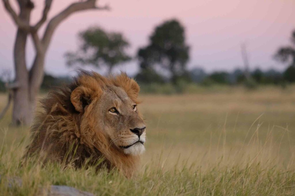 Ein männlicher Löwe in der Wildnis in Botswana