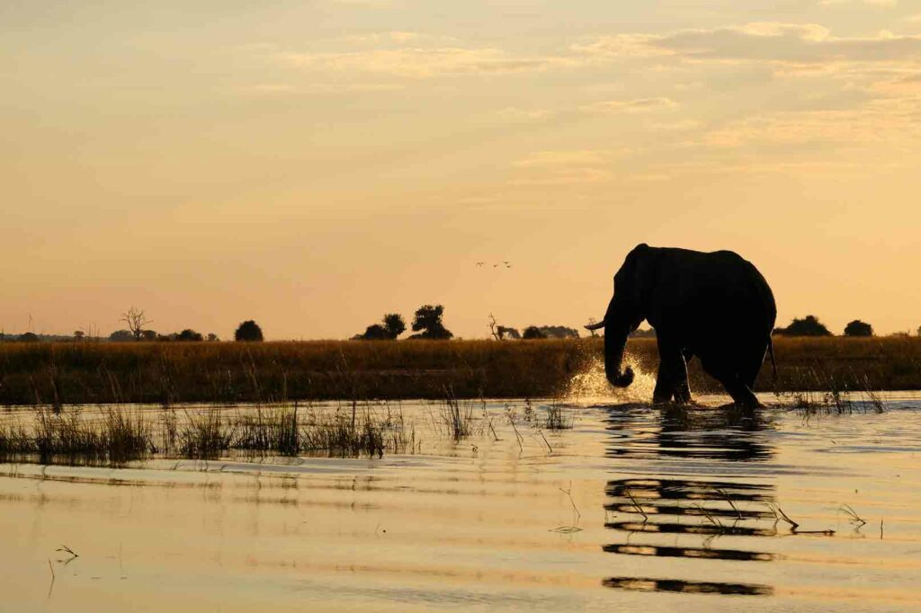 Elefant im Wasser im Morgenlicht