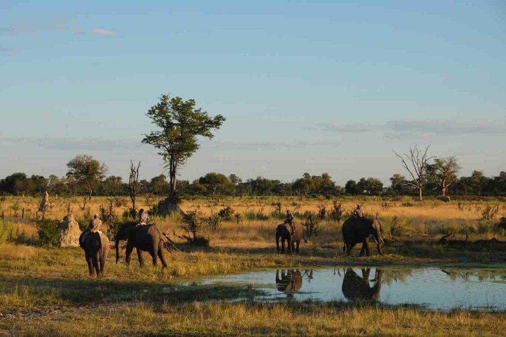 Eine Gruppe Elefanten, die von Menschen geritten werden, Botswana