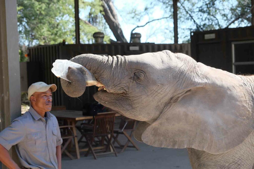 Elefant wird von Pfleger gefüttert