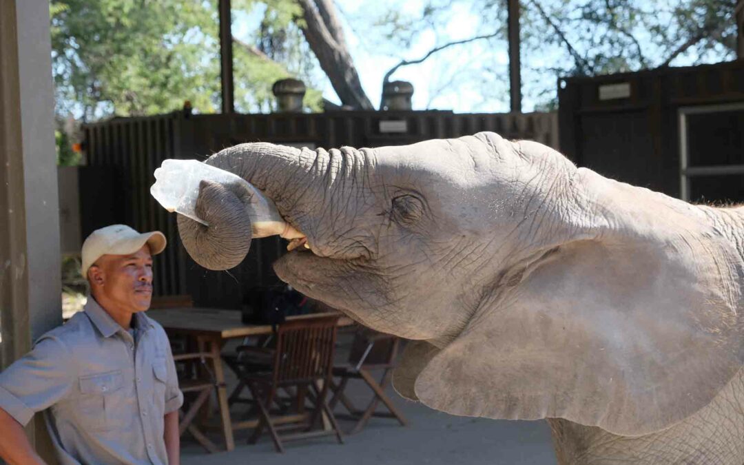Elefanten in Botswana: Ein Highlight für Tierfans