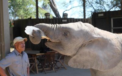 Elefanten in Botswana: Ein Highlight für Tierfans