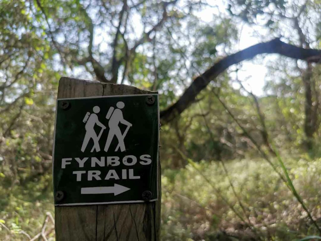 Wanderweg im Fynbos, Südafrika