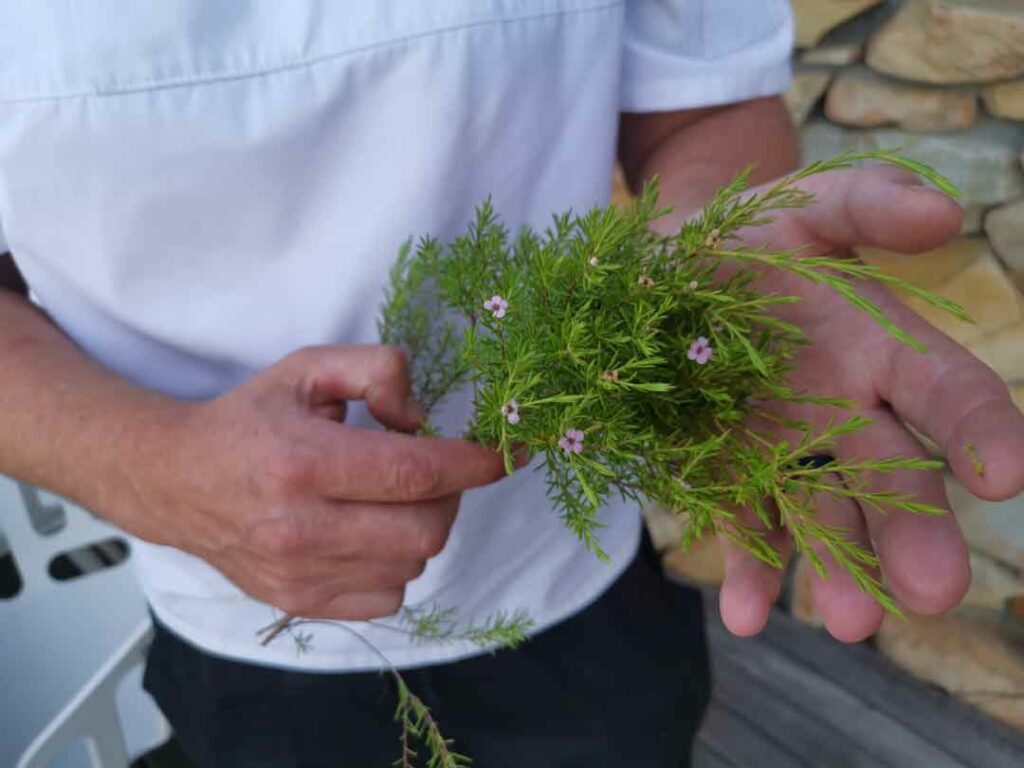 Kräuter aus dem Fynbos in den Händen des Küchenchefs der Grootbos Lodge, Südafrika