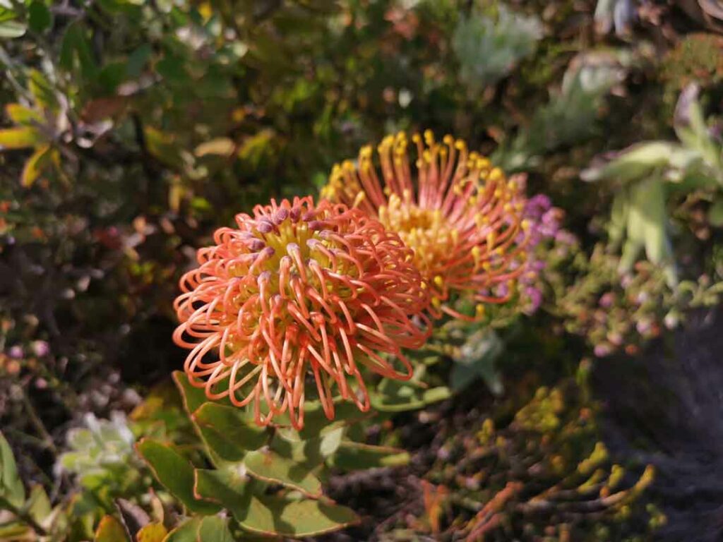 Zwei orangene Königsproteas in Fynbos in Südafrika