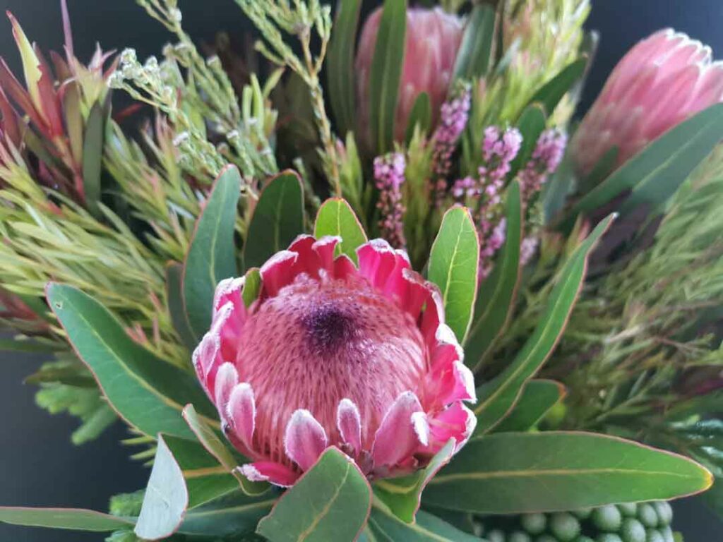 Königsprotea in Fynbos
