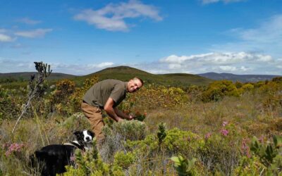 Fynbos, Südafrika: Der Leopard ist zurück an der Garden Route