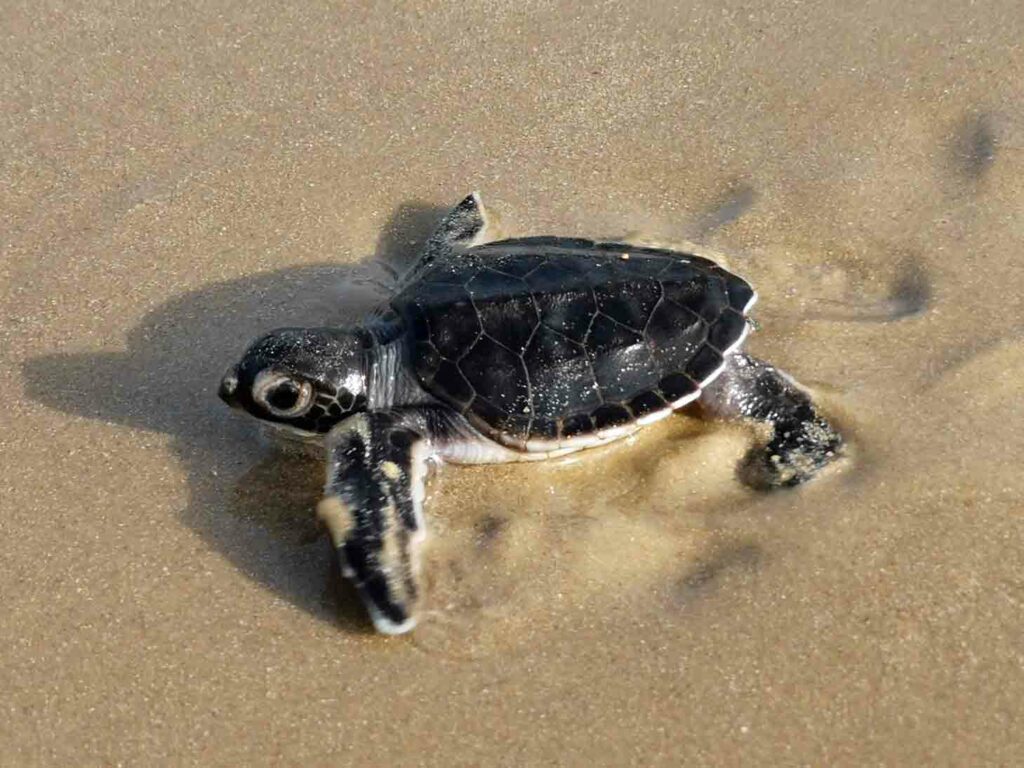 Baby-Schildkröte, Guinea-Bissau