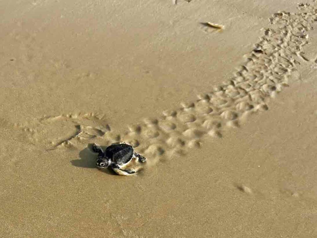 Baby-Schildkröte auf dem Weg ins Meer, Guinea-Bissau