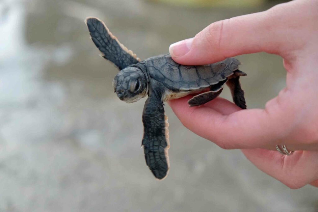 Baby-Schildkröte, Guinea-Bissau