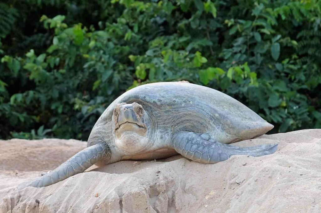 Schildkröte Guinea-Bissau