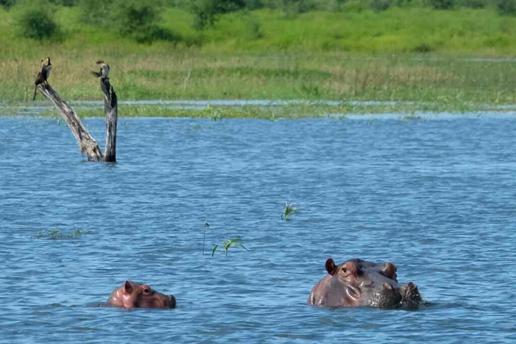 Nilpferde auf dem Kariba-See