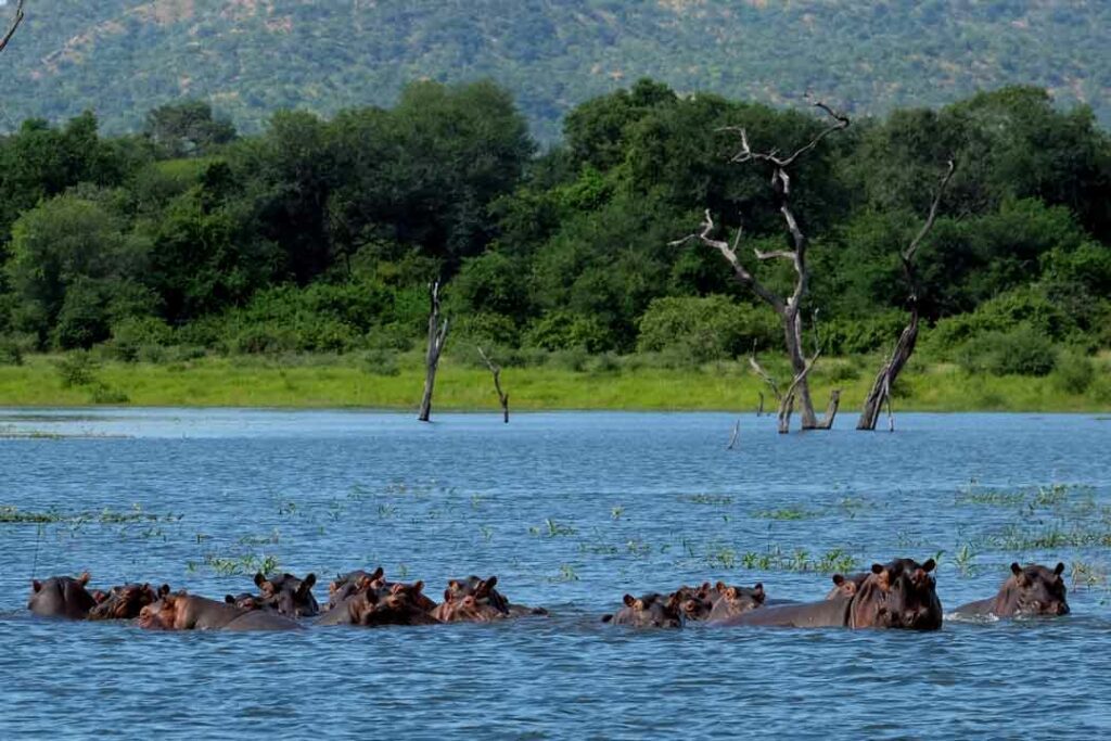 Nilpferde im Kariba-See