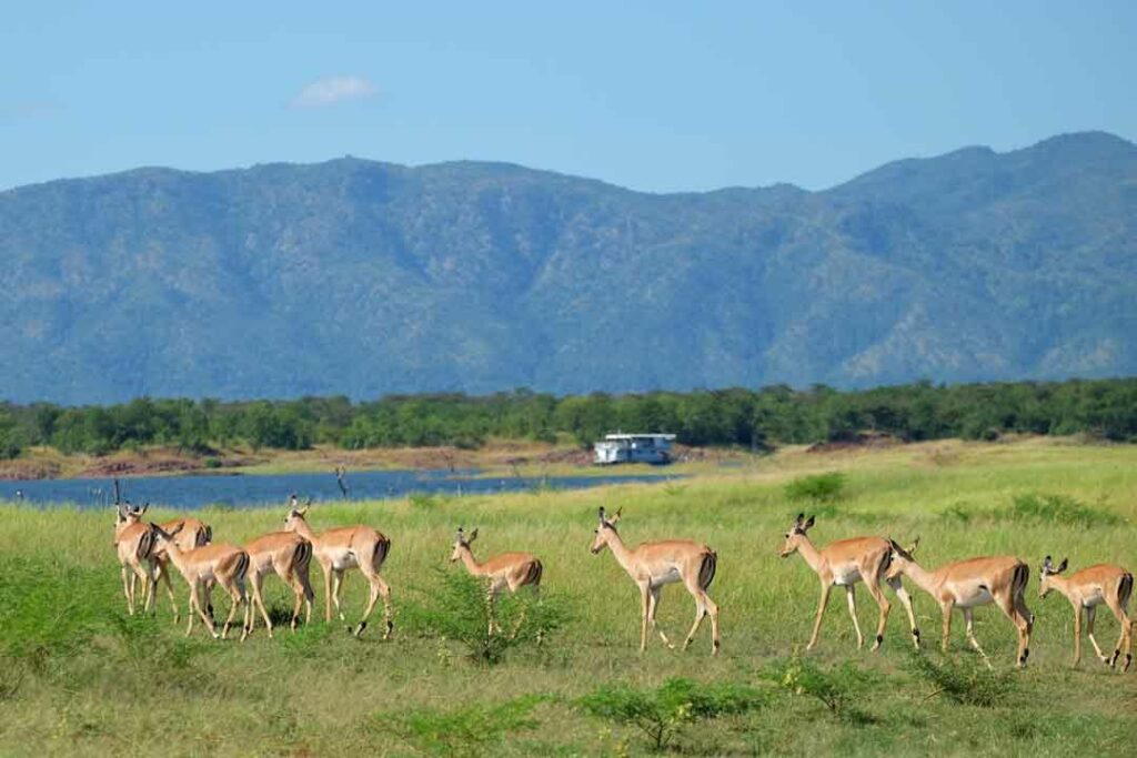 Antilopen am Kariba-See