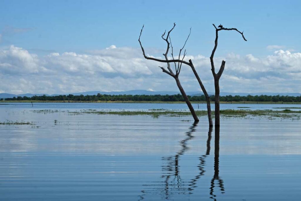 Tote Bäume im Kariba-See