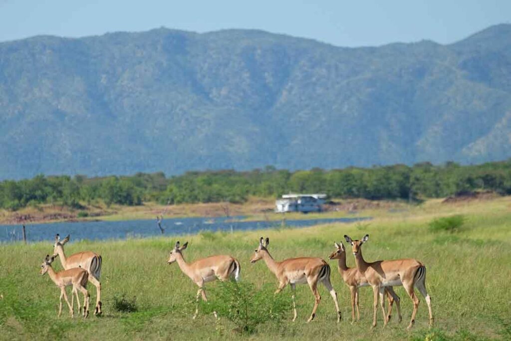 Antilopen am Kariba-See