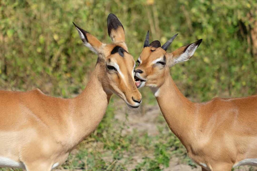 Antilopen am Kariba-See