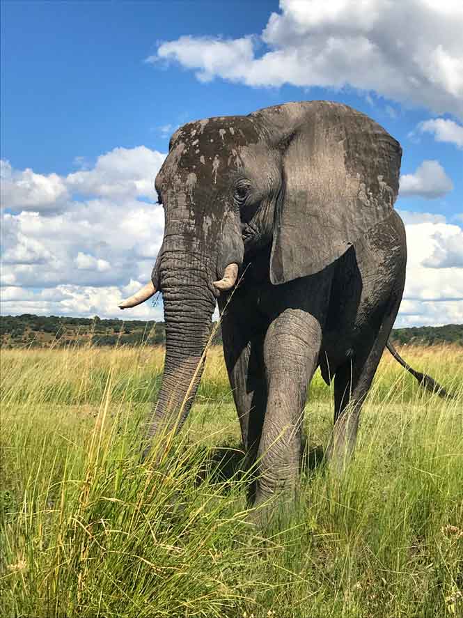 Elefant am Kariba-See