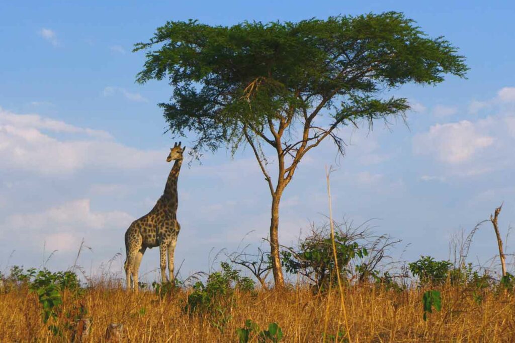 Giraffe in Malawi