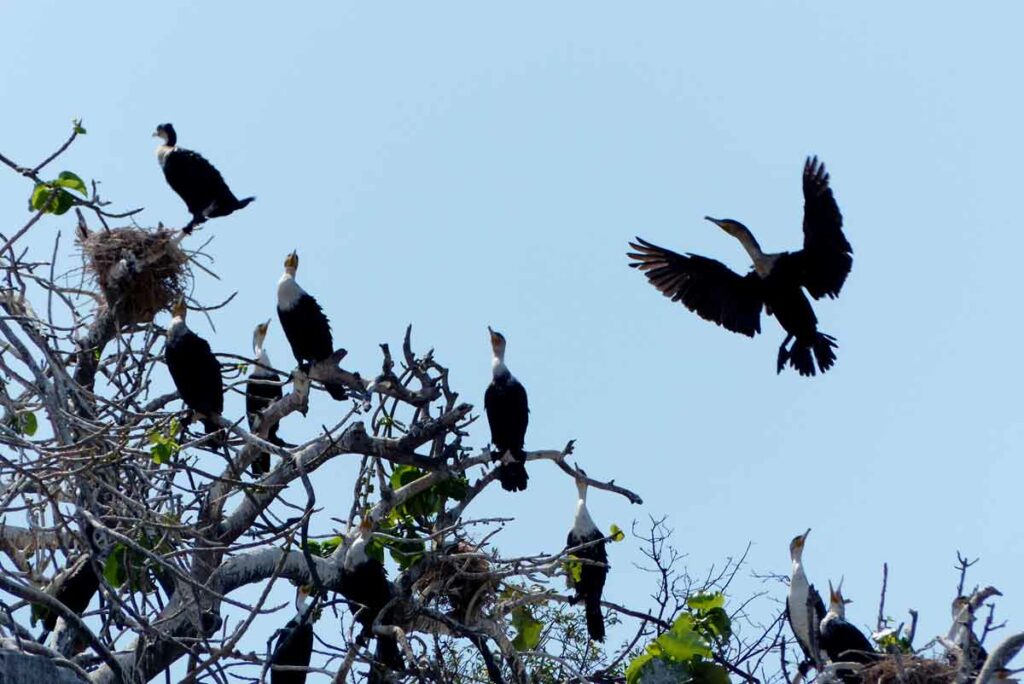 Geier auf Safari, Malawi