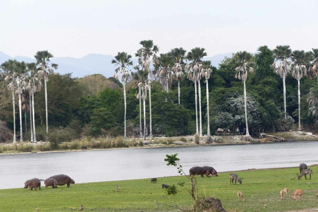 Nilpferdgruppe in Malawi