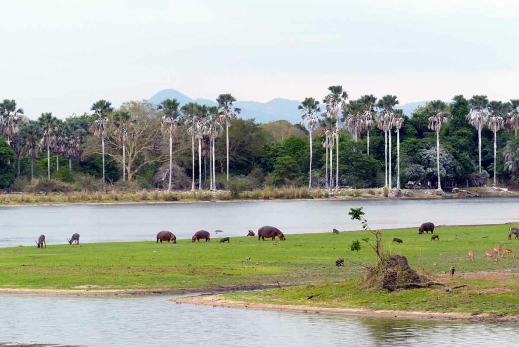 Nilpferdgruppe in Malawi