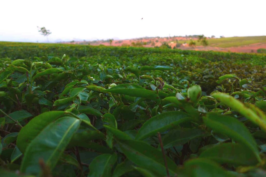 Teeplantage in den bergen malawis