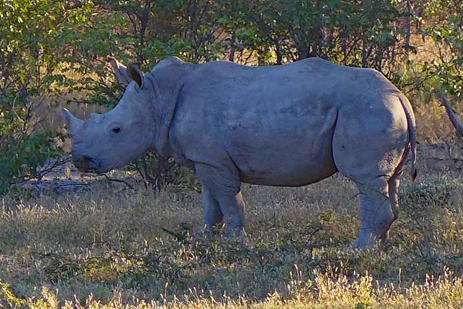 Nashornsichtung auf Safari