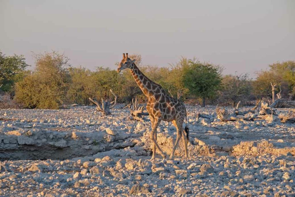 Giraffensichtung auf Safari