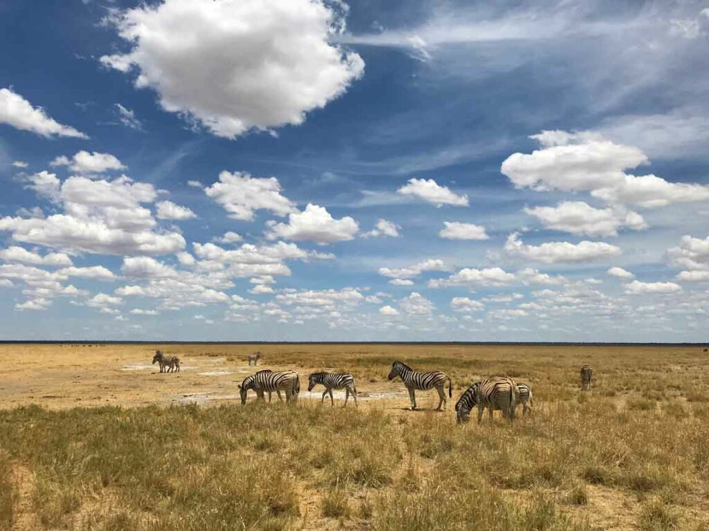 Zebraherde im Ovamboland, Namibia