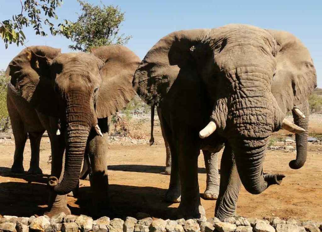 Elefantensichtung auf Safari, Ongava Game Reserve