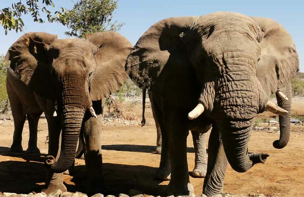 Ecotourismus & Luxus: Ongava am Etoscha Park