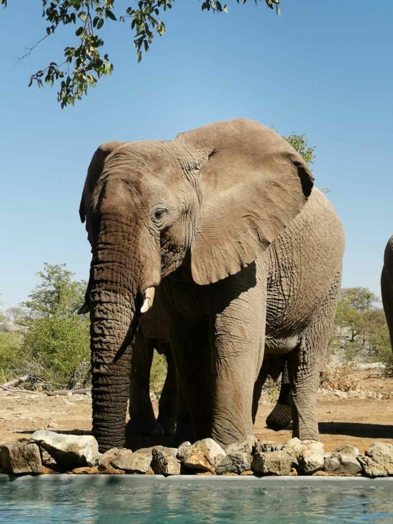 Prächtiger Elefant am Gästepool