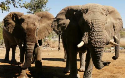 Ecotourismus & Luxus: Ongava am Etoscha Park