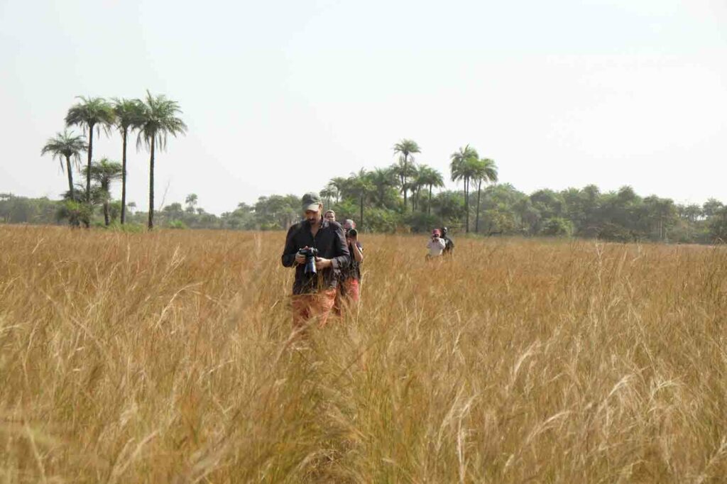 Touristen laufen durchs hohe Gras, Guinea-Bissau