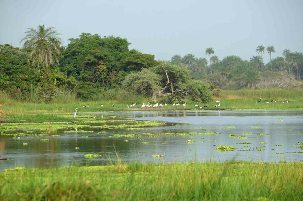 Sumpflandschaft in Guinea-Bissau