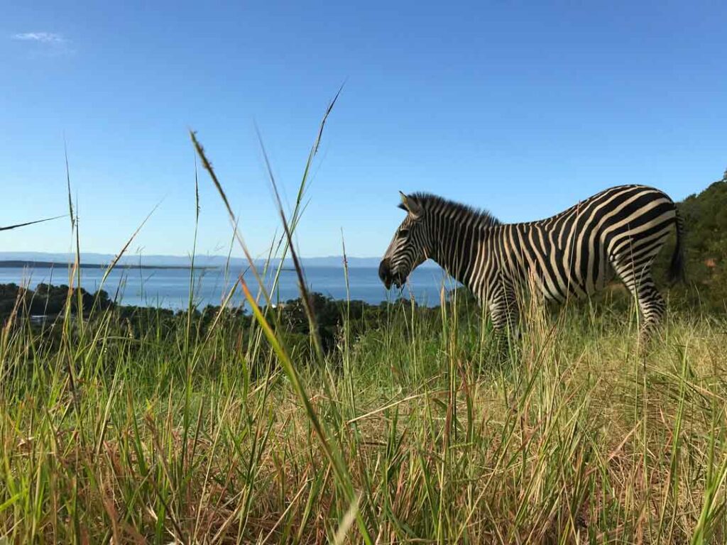 Zebra am Kariba-See