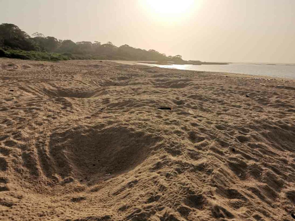 Brutstätte einer Schildkröte, Guinea-Bissau