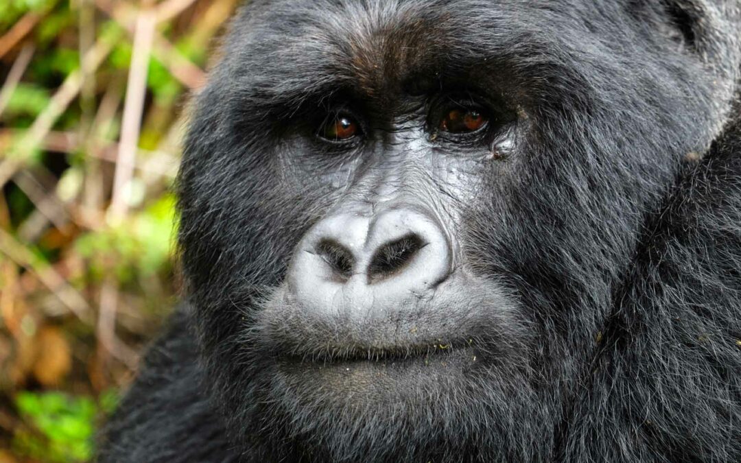 Uganda Berggorillas: Ein Fußtritt von King Kong