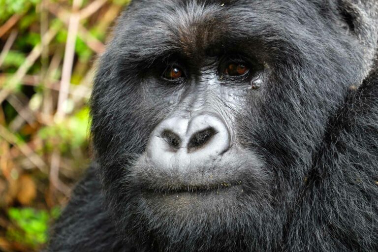 Uganda Berggorilla