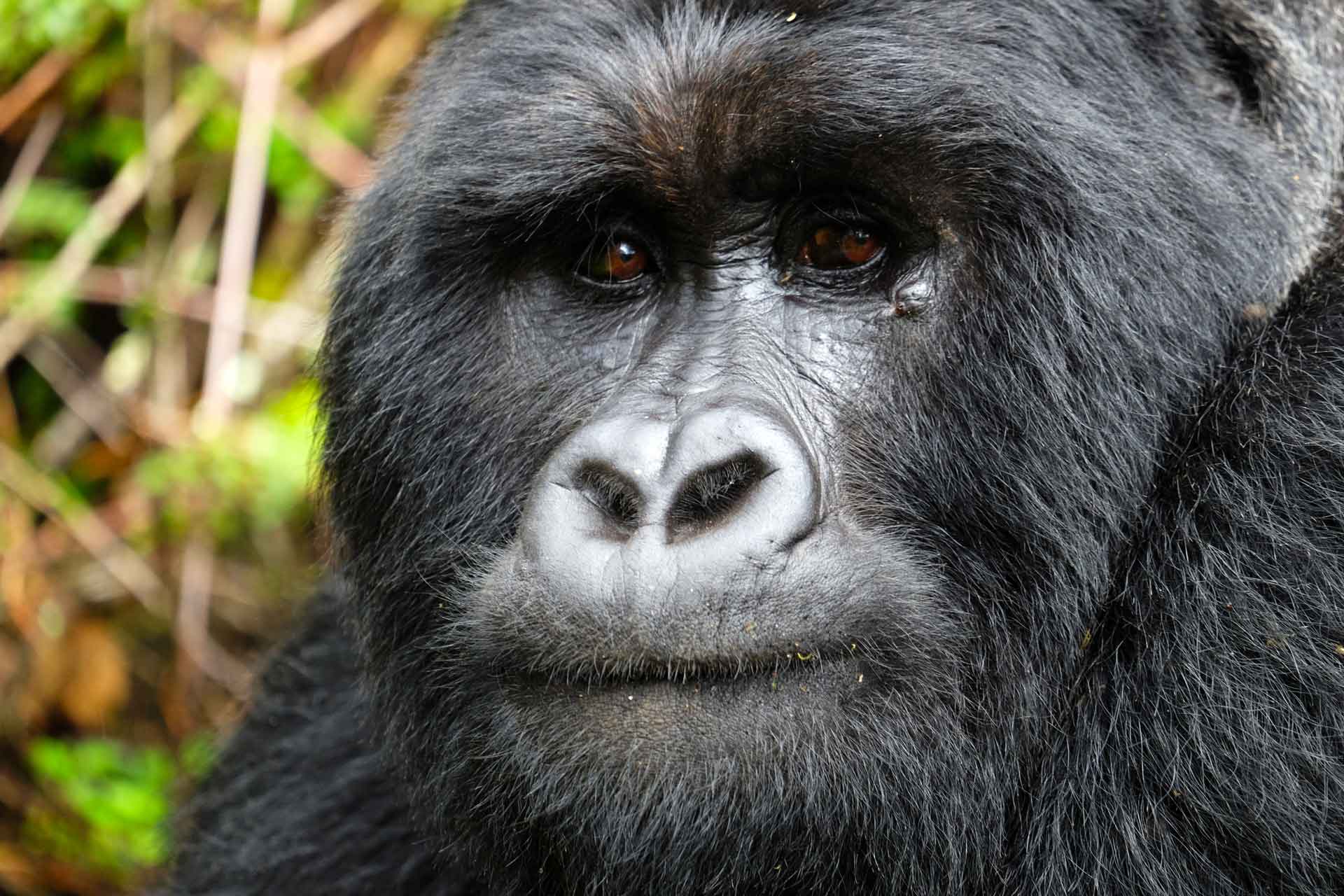 Uganda Berggorilla