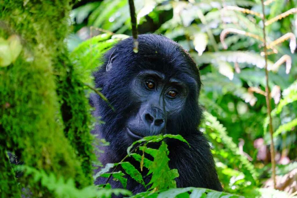 Uganda Gorilla