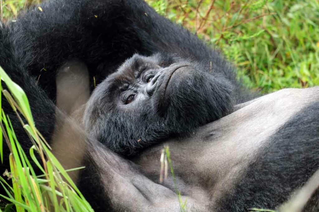 Gorilla Uganda