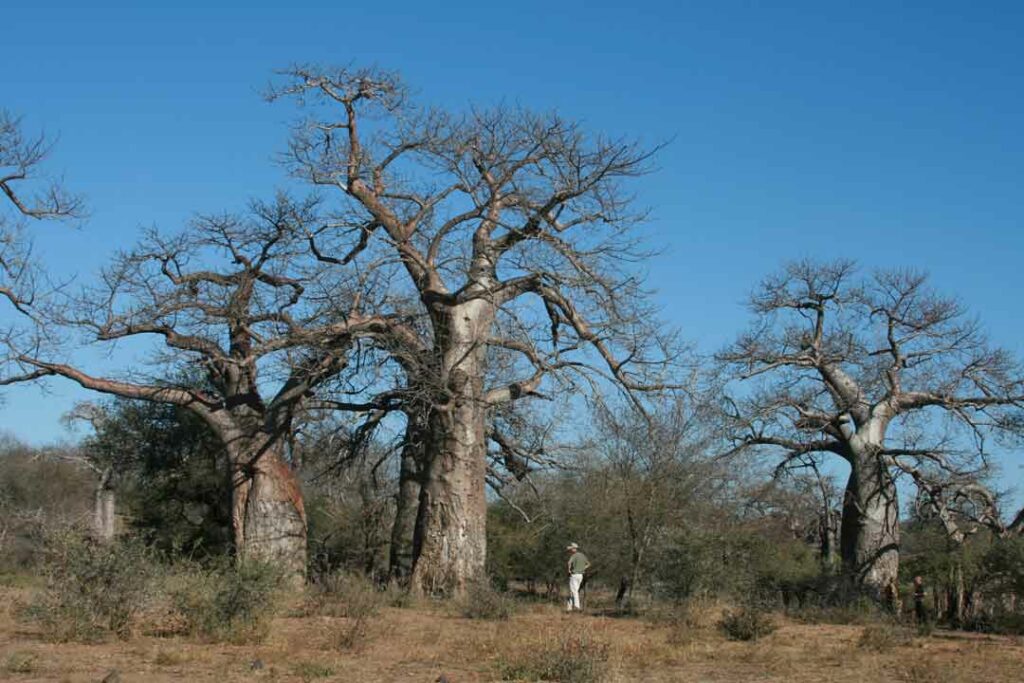 Baobab-Bäume im Krüger Nationalpark
