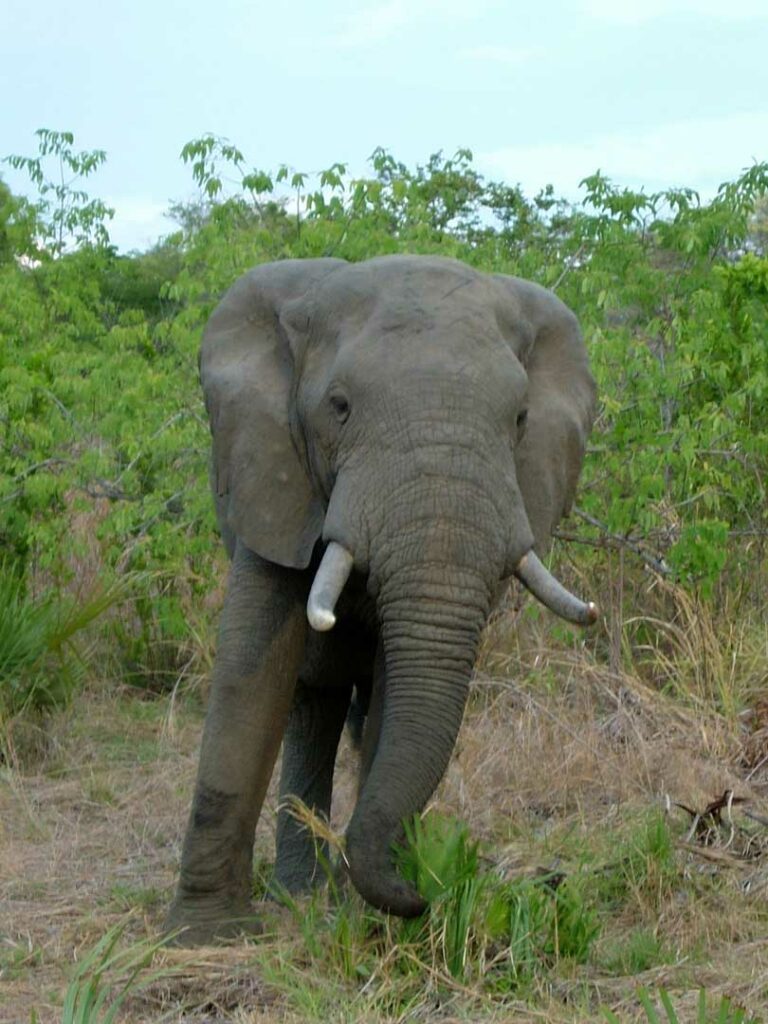 Ein Elefantenbulle in unmittelbarer Nähe im Krüger Nationalpark
