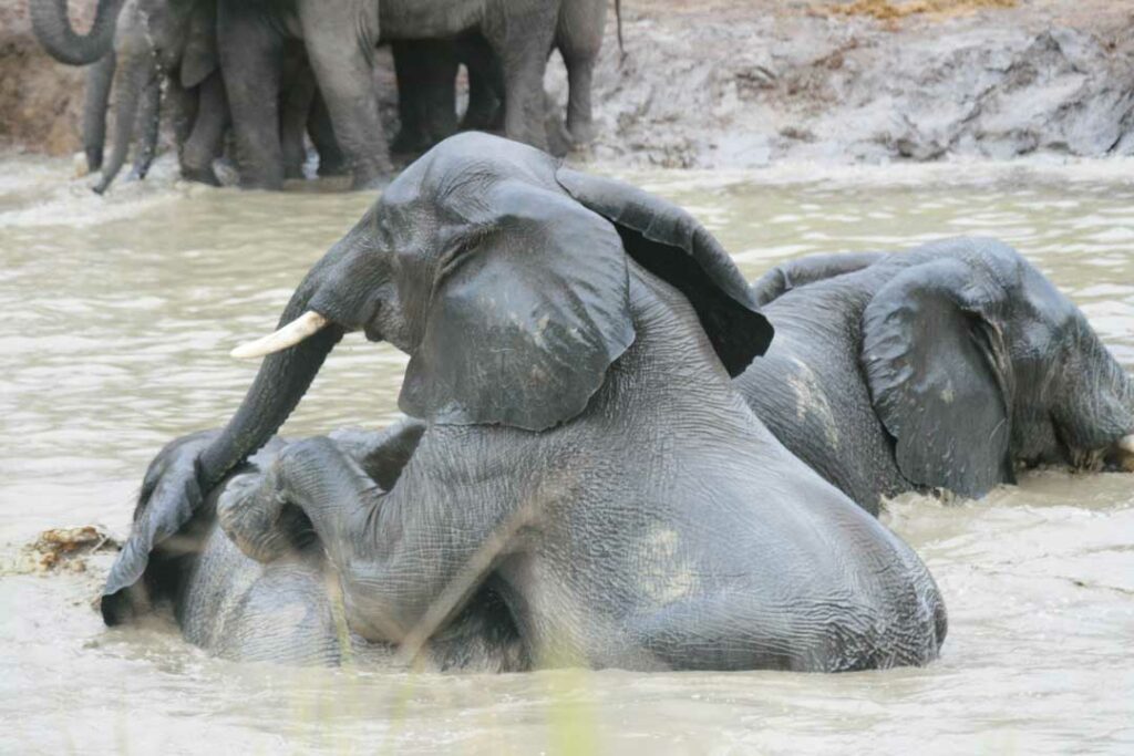 Zwei Elefanten spielen im Fluss im Krüger Nationalpark
